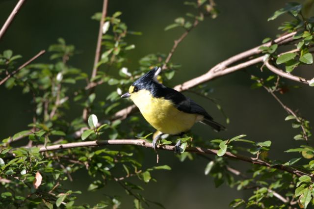 Birding In Taiwan - Yellow Tit